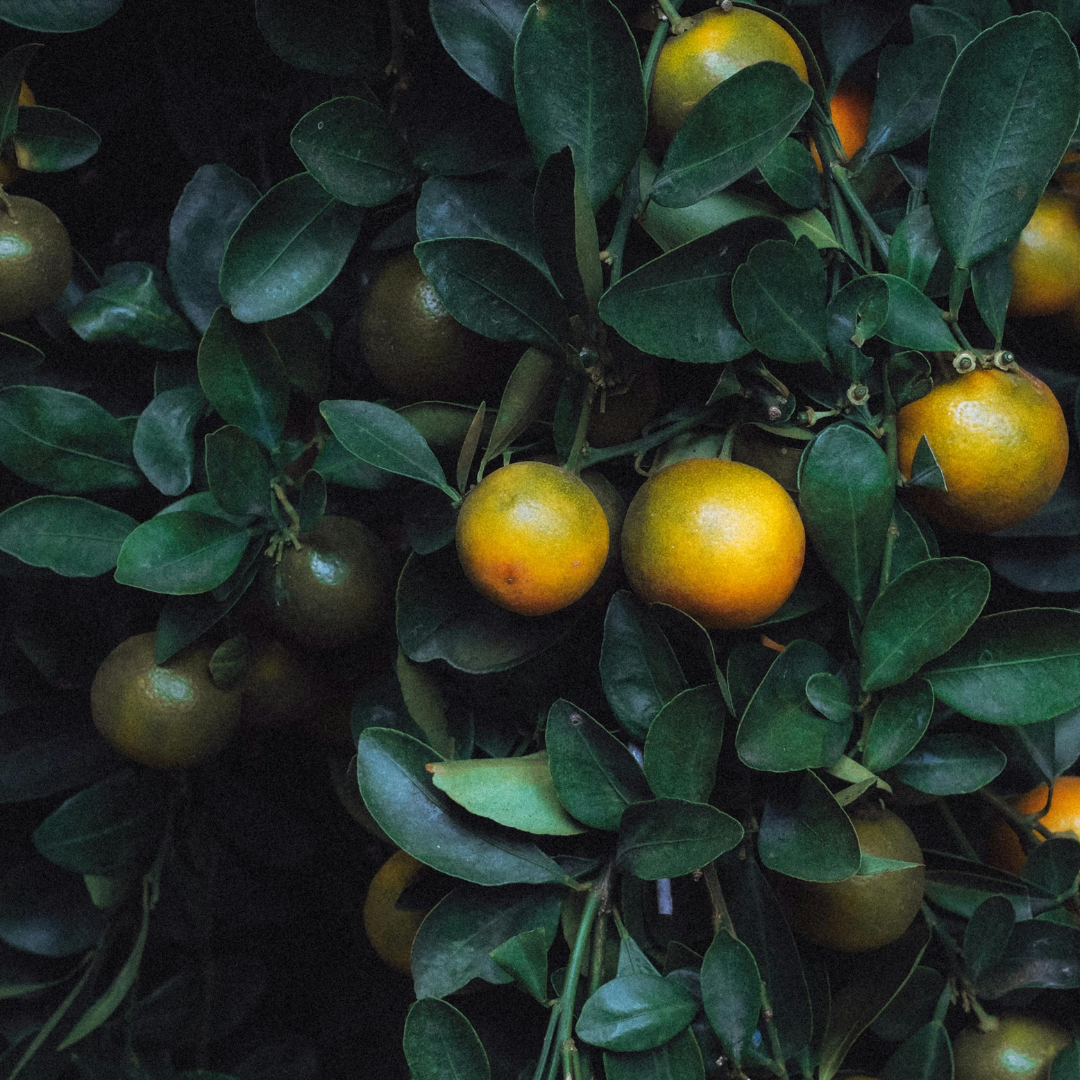 The Farmer's Market Masterclass