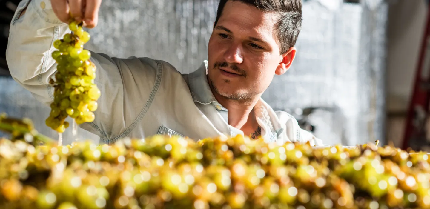 Man holding organic grapes for vodka making