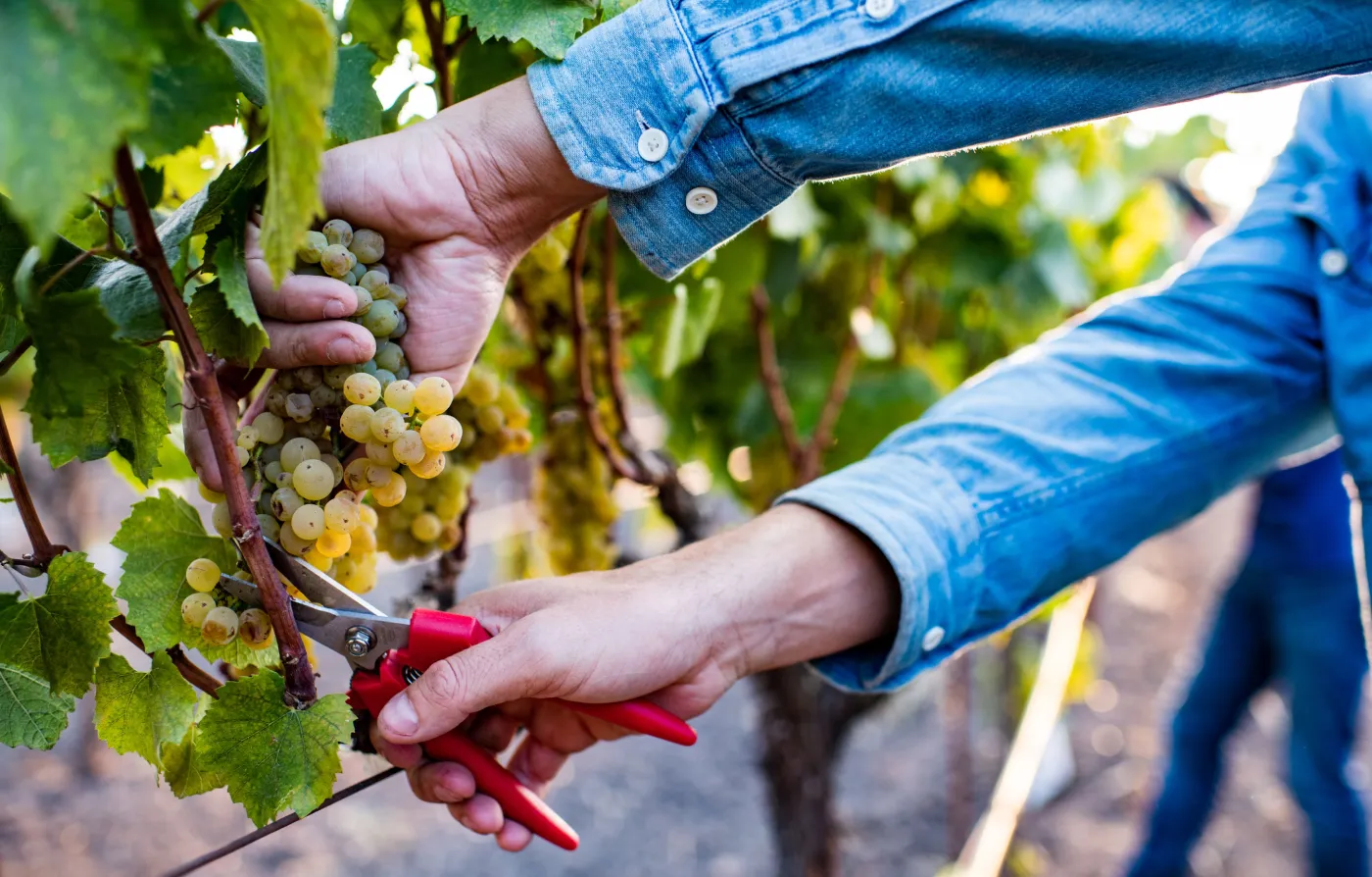 Hands cutting grapes from the vine