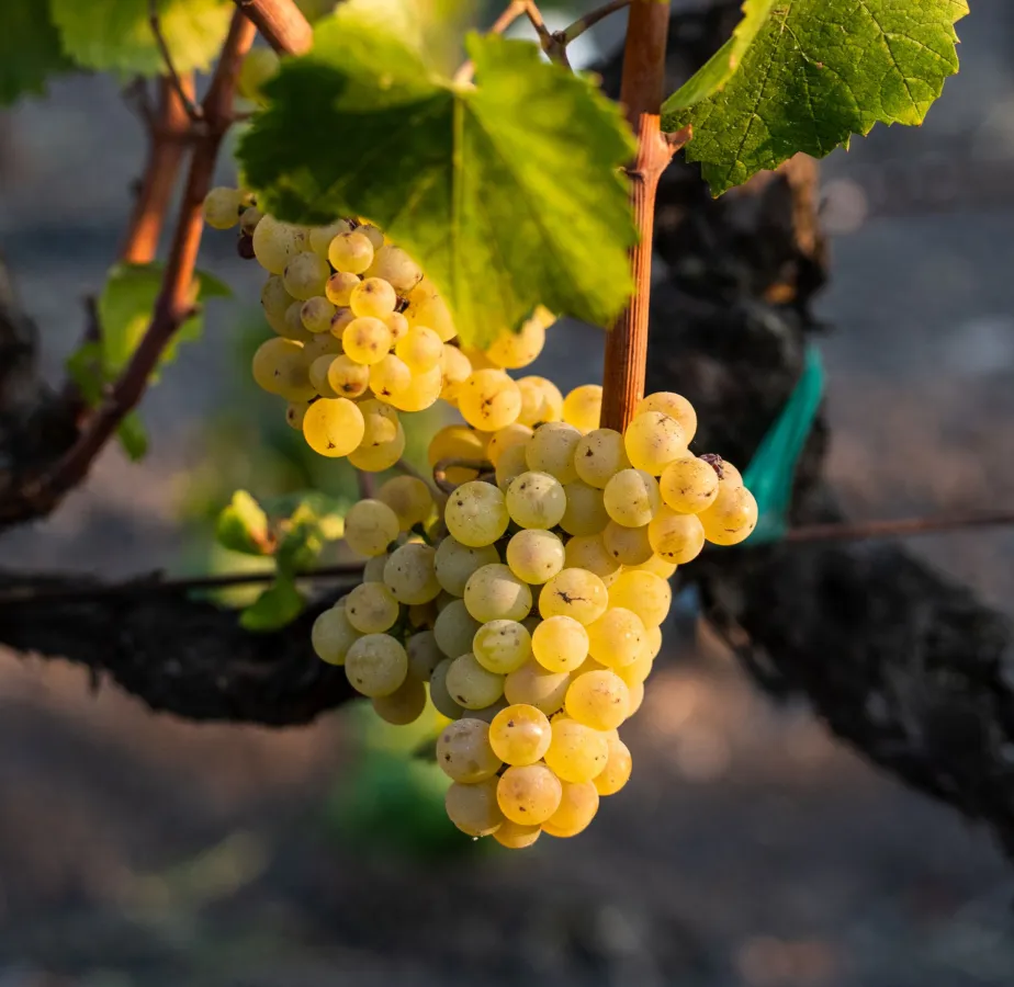Organic Grapes on vine in evening sun