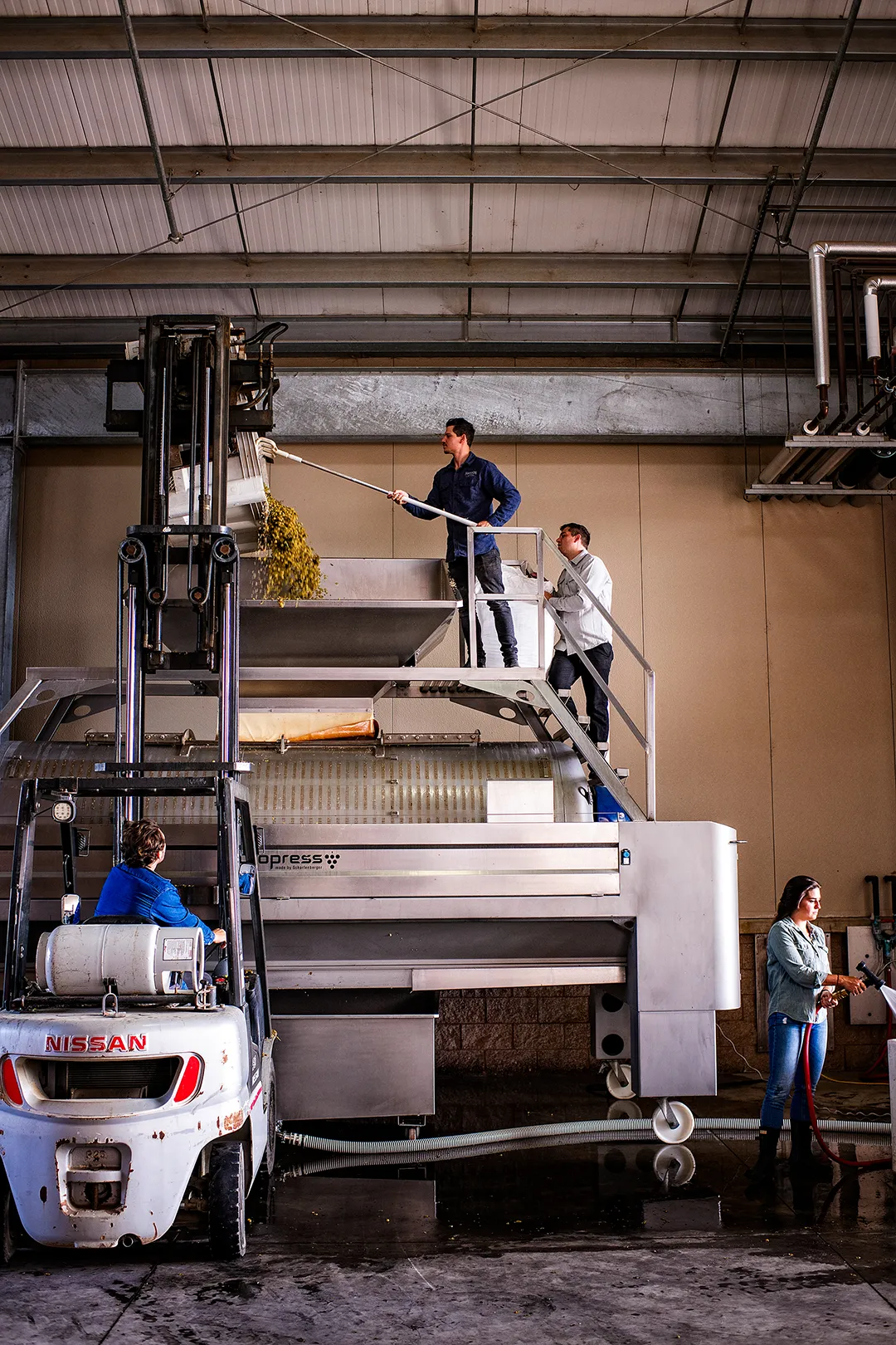 Chris Hanson feeding grapes into the pressing machine