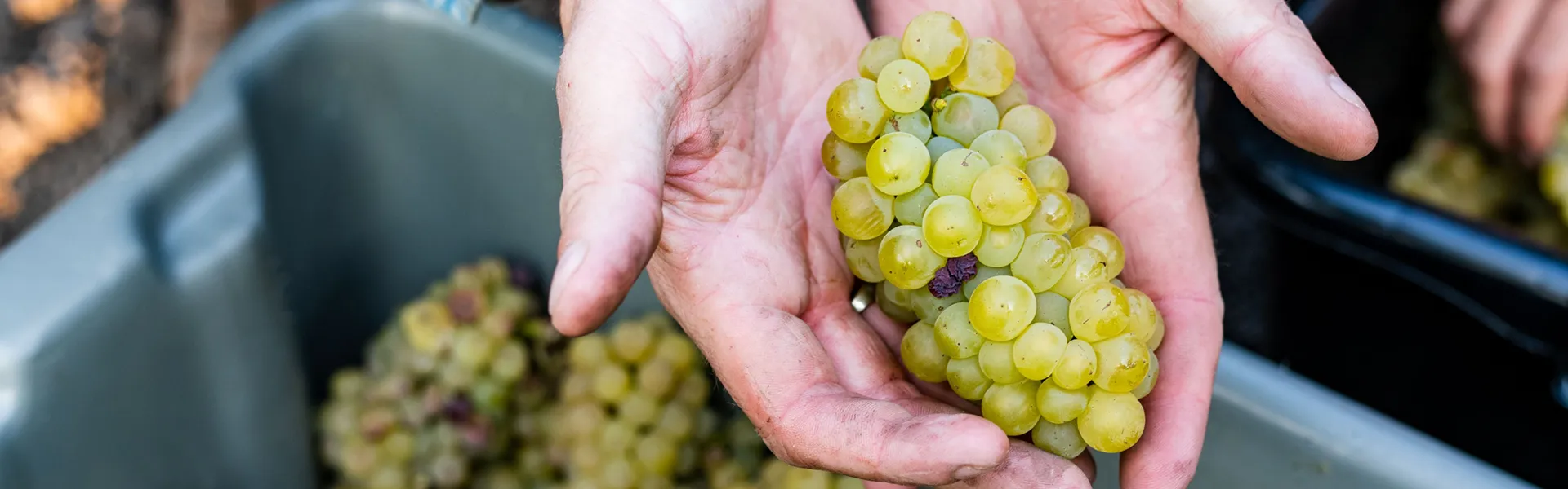 Hands holding freshly harvested grapes