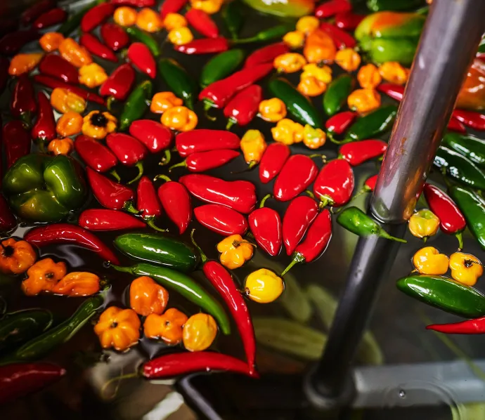 Chilli peppers infusing